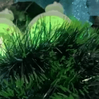 🏮Candelabro electrónico LED🎄